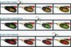 MEPPS Black Fury, Orange / Fekete, 2,5g