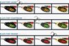 MEPPS Black Fury, 3, Orange / Fekete, 6,5g