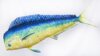 Pillow The Mahi Mahi 112Cm