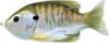 Livetarget Sunfish Walking Bait Natural/Olive Bluegill 75 mm 12 G
