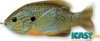 Livetarget Sunfish Walking Bait Natural/Blue Pumpkinseed 75 mm 12 G
