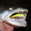 Reiva Flash Shad 15cm 3db/cs (Lemonade)
