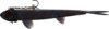 WESTIN TwinTeez Pelagic V-Tail R 'N R 21cm 70g Black Mamba 1pcs
