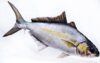 Pillow The Amberjack 105Cm