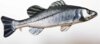 Pillow The European Sea Bass 70cm