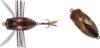 Duo Realis Shinmushi 4.0cm 5.7g Ccc3219 Beetle